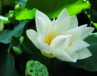 Hội thiền Quảng Ngãi