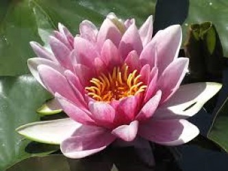 Hội thiền Quảng Nam